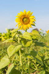 Beautiful sunflower field