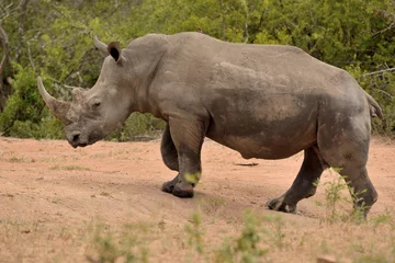 Foto op Plexiglas Large lone African White rhinoceros ambling along in their sluggish gate  © robbyh
