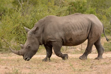 Foto op Plexiglas Large lone African White rhinoceros grazing and moving through the bush © robbyh