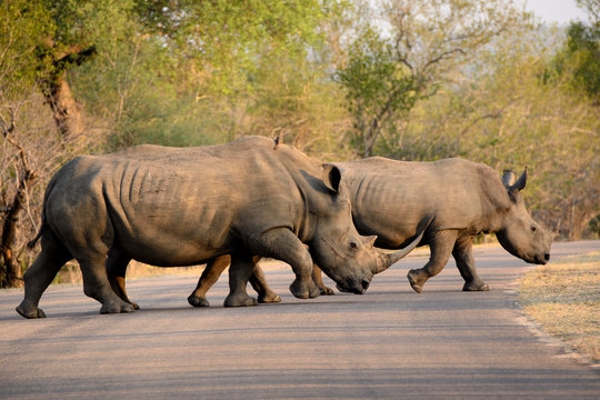 African white rhinoceros mother and calf crossing the road hastily to the safety of the bush on the opposite side 