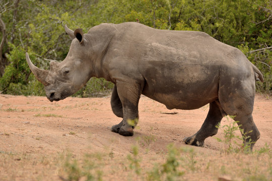 Large lone African White rhinoceros ambling along in their sluggish gate 