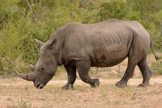 Large lone African White rhinoceros grazing and moving through the bush