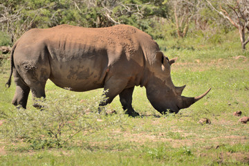 Obraz premium Large lone African White rhinoceros bull grazing peacefully in a clearing 