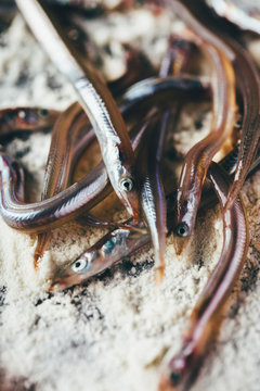 Chef Preparing Delicious Sand Eels