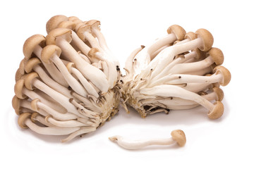 shimeji mushrooms brown varieties isolated on white background