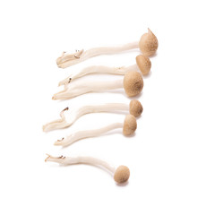 shimeji mushrooms brown varieties isolated on white background