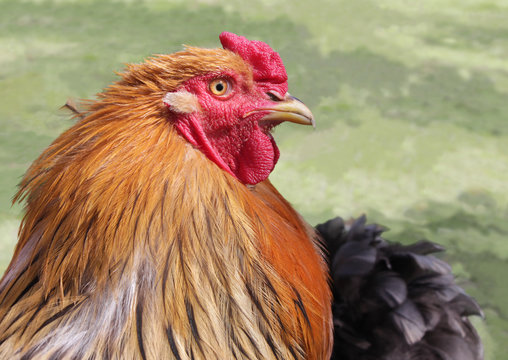Red Rooster Portrait