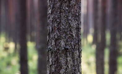 Pine Tree Trunk. Close up of the pine tree bark with one thread gossamer, blurred background.