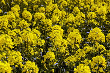 Rapsfeld, Rapsblüten (Brassica napus)