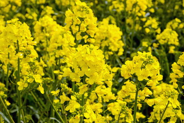 Rapsblüten (Brassica napus)