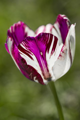 Gentle beautiful white tulip with purple tinge