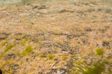 Red rock in water with algae