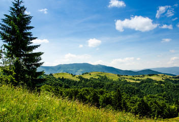 Obraz na płótnie Canvas mountain summer landscape. trees near meadow and forest on hills
