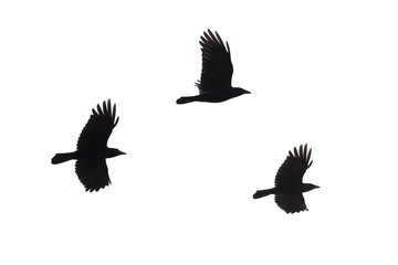 Carrian crows in flight