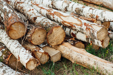 pieces of logs birch on a green grass