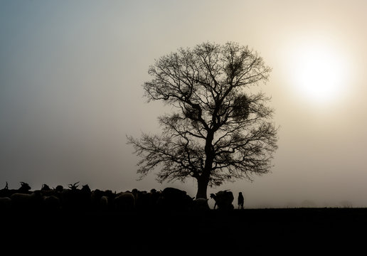 Lonely tree. Silhouette of tree is at sunrise with a herd of sheep around it.
