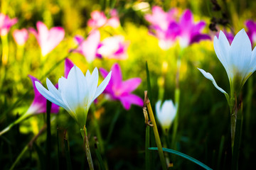 Focus white flowers.