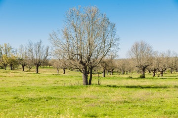 Obraz premium Green grass on a golf field, Alberca, Castilla y Leon