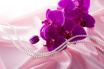 ピンクの胡蝶蘭