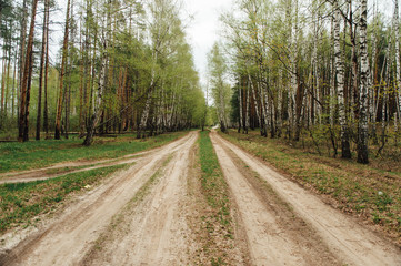 Fototapeta na wymiar two rural dirt road through a forest