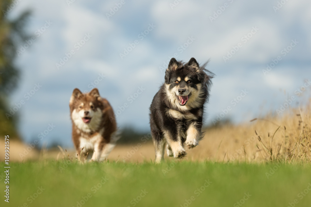 Wall mural Finnish Lapphund Dogs