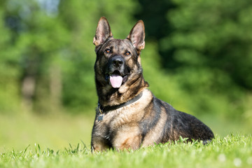 German Shepherd dog outdoors in nature