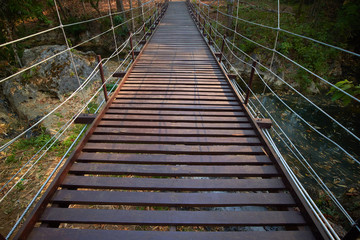 bridge over the river forest