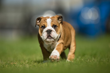 Brown And White Mops Dog