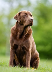 Brown Labrador Retriever Dog