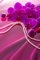 ピンクの胡蝶蘭