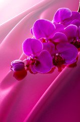 ピンクの胡蝶蘭