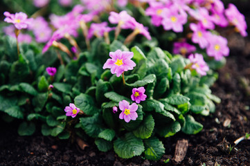 beautiful purple spring flowers in the ground