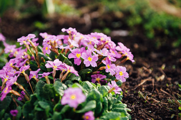 beautiful purple spring flowers in the ground