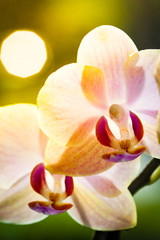 Fototapeta na wymiar Orchid in the rays of sunset.