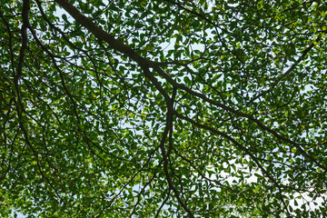 Closed-up leaves and branches