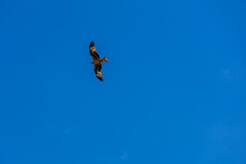 Greifvogel im Flug