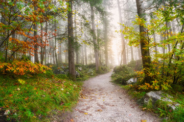 Landscape with Autumn Forest