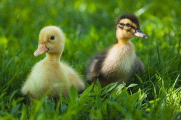 ducklings outdoor in the green grass