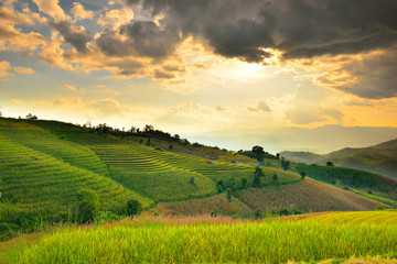Cornfield sunset of Thailand.