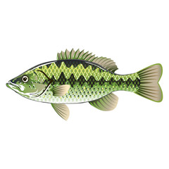 Largemouth Spotted Green American Bass Vector