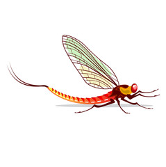 Mayfly vector illustration