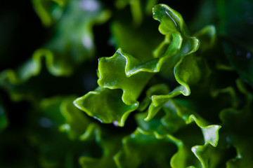 Cut kale closeup.