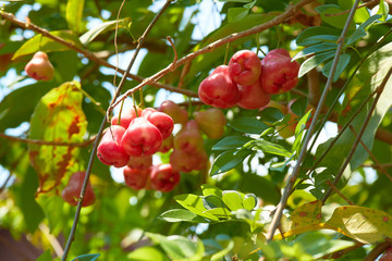 blossoms of pink apple tree in Thailand