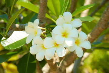 flowering tree with white flowers in Thailand