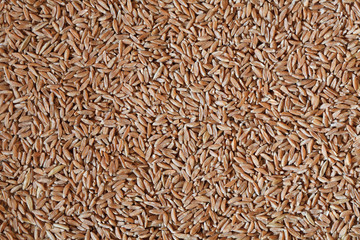 spelt grains, spelt photo, spelt background, raw spelt, dry spelt, spelt pile, natural food, vegetarian food, raw vegan diet, spelt seeds