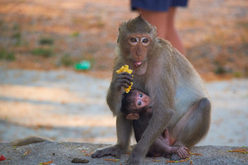 wild monkeys in Thailand