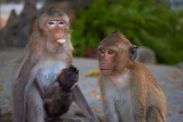 wild monkeys in Thailand