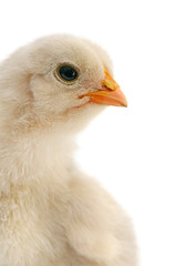 beautiful chicken