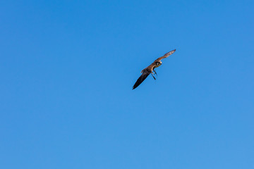 Greifvogel im Flug