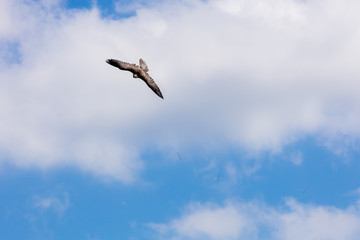 Obraz premium Greifvogel im Flug